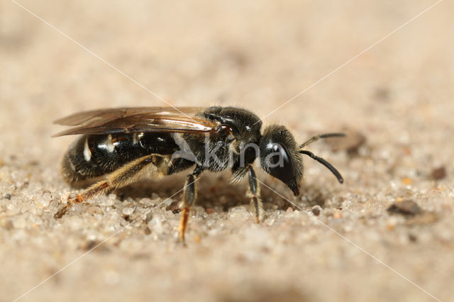 Steilrandgroefbij (Lasioglossum quadrinotatulum)