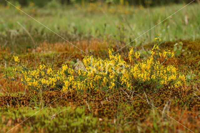 Stekelbrem (Genista anglica)