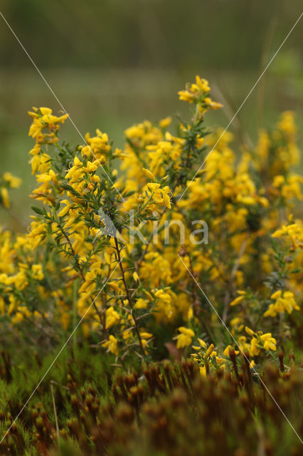 Petty Whin (Genista anglica)