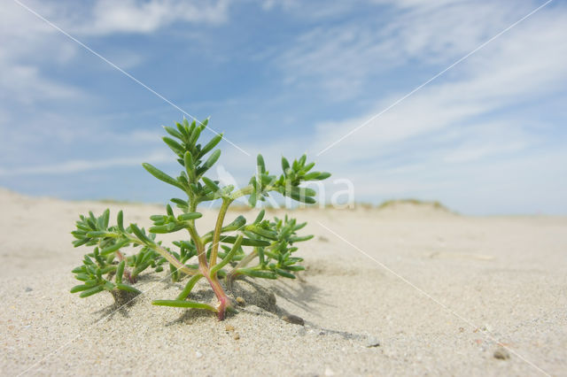 Prickly Saltwort (Salsola kali subsp. kali)