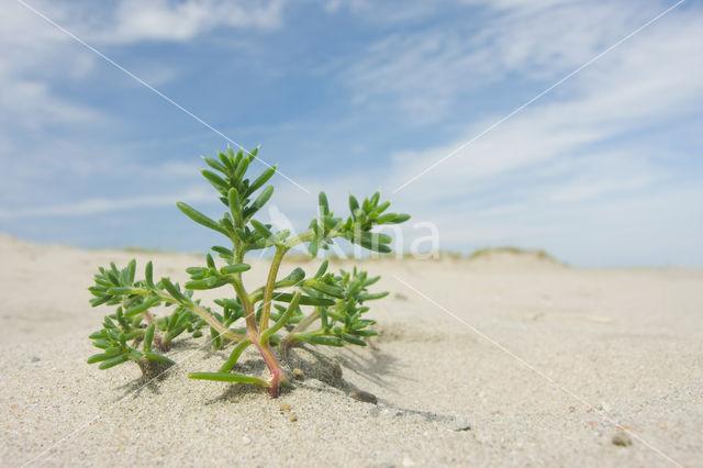 Stekend loogkruid (Salsola kali subsp. kali)