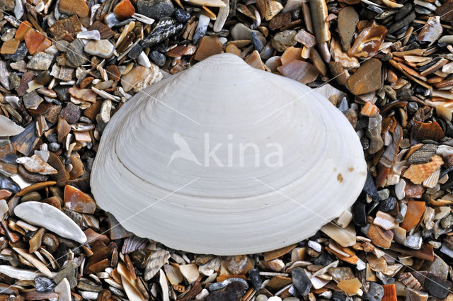 Thick Trough-shell (Spisula solida)