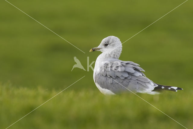 Stormmeeuw (Larus canus)