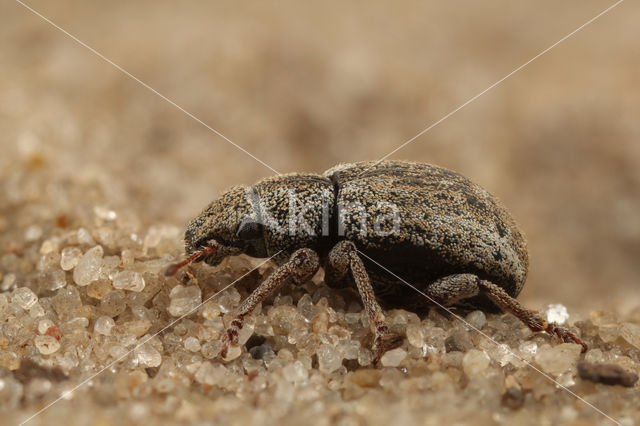 Strophosoma fulvicorne