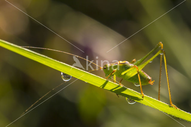 Speckled Bush-cricket (Leptophyes punctatissima)