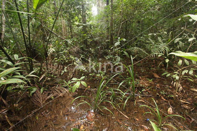 Tamshiyacu Tahuayo Reserve