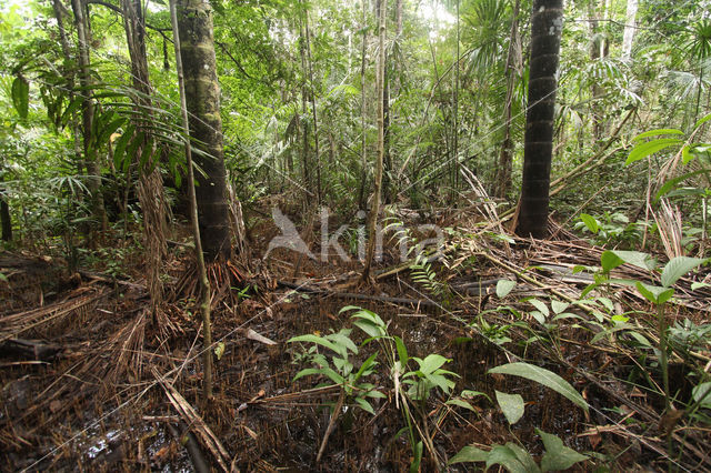 Tamshiyacu Tahuayo Reserve