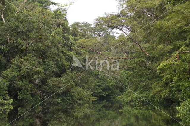 Tamshiyacu Tahuayo Reserve