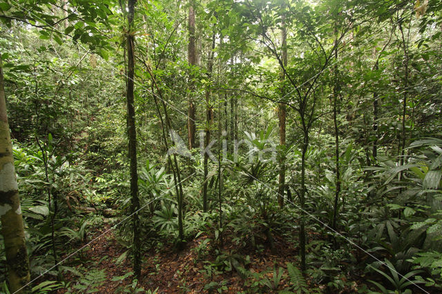 Tamshiyacu Tahuayo Reserve