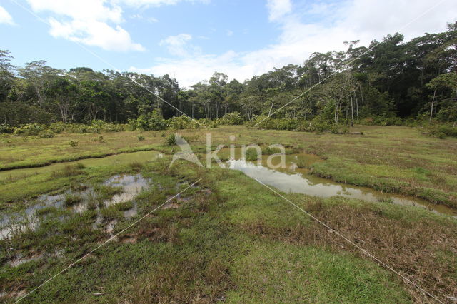 Tamshiyacu Tahuayo Reserve