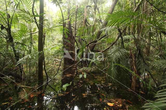 Tamshiyacu Tahuayo Reserve