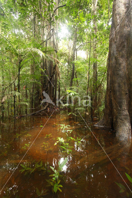 Tamshiyacu Tahuayo Reserve