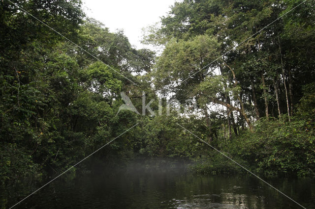 Tamshiyacu Tahuayo Reserve