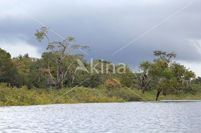 Tamshiyacu Tahuayo Reserve