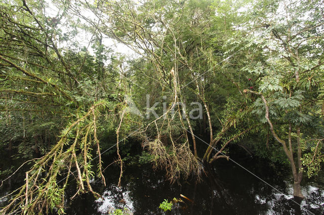 Tamshiyacu Tahuayo Reserve