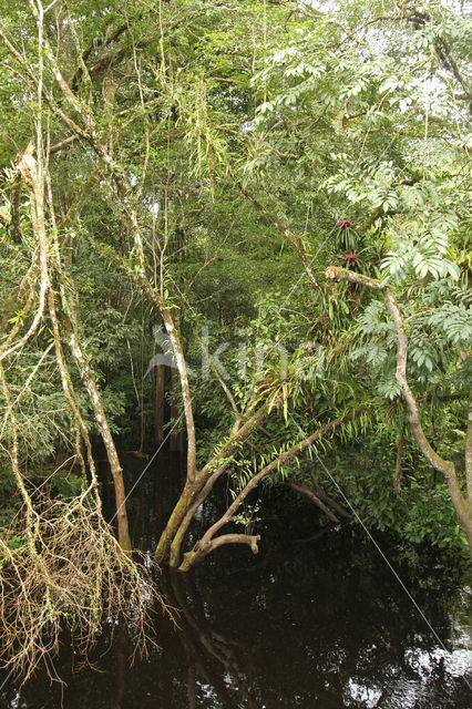 Tamshiyacu Tahuayo Reserve