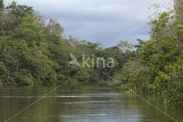 Tamshiyacu Tahuayo Reserve