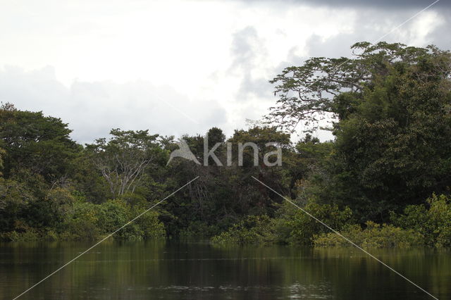 Tamshiyacu Tahuayo Reserve