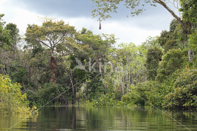 Tamshiyacu Tahuayo Reserve