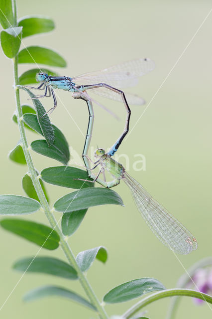 Scarce Blue-tailed Damselfly (Ischnura pumilio)