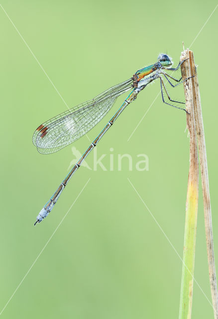 Tengere pantserjuffer (Lestes virens)