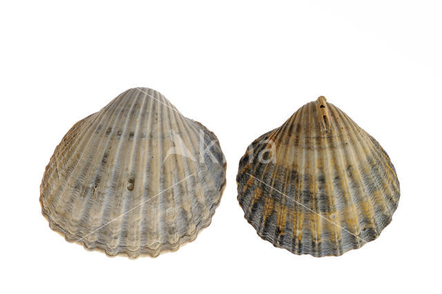 Poorly-ribbed cockle (Acanthocardia paucicostata)