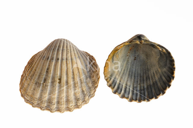 Poorly-ribbed cockle (Acanthocardia paucicostata)