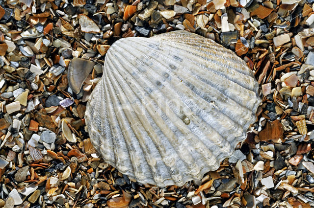 Poorly-ribbed cockle (Acanthocardia paucicostata)