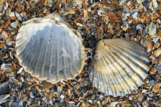 Poorly-ribbed cockle (Acanthocardia paucicostata)