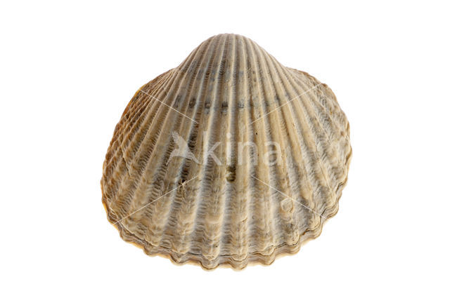 Poorly-ribbed cockle (Acanthocardia paucicostata)
