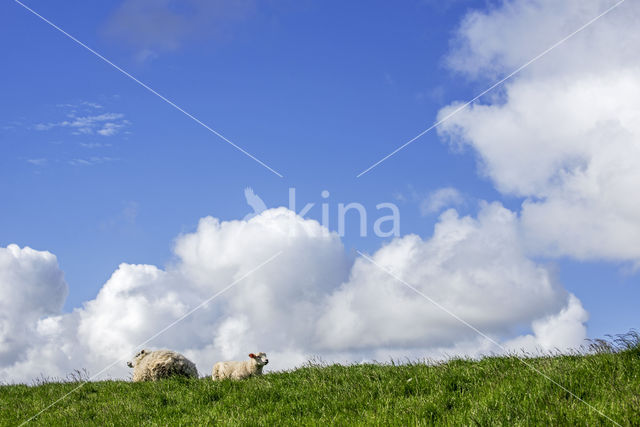 Domestic Texel sheep (Ovis aries)