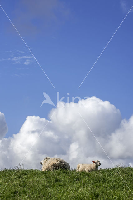 Texelaar schaap (Ovis aries)