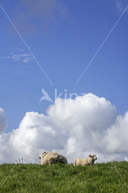 Domestic Texel sheep (Ovis aries)