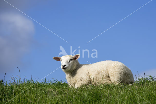 Domestic Texel sheep (Ovis aries)