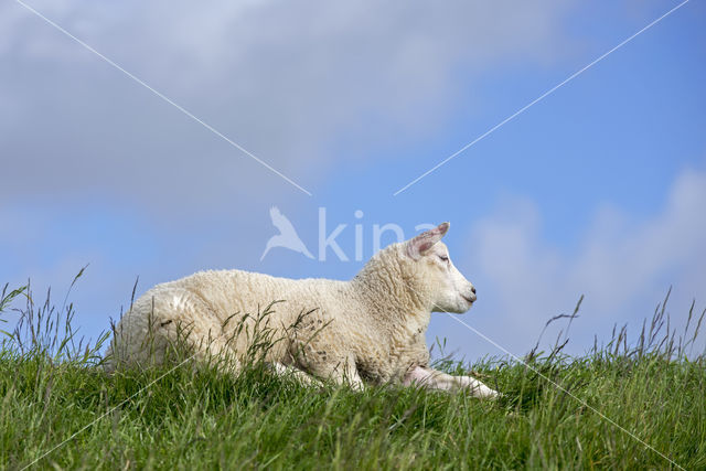 Domestic Texel sheep (Ovis aries)