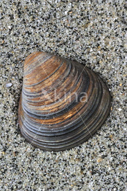 Toegeknepen korfmossel (Corbicula fluminalis)