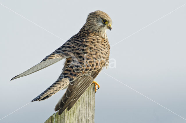 Common Kestrel (Falco tinnunculus)