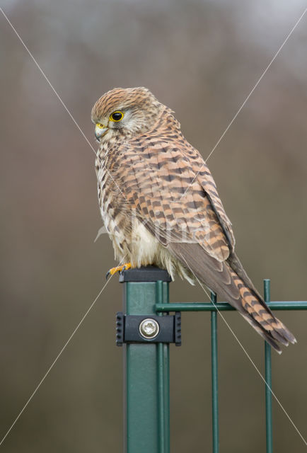 Common Kestrel (Falco tinnunculus)