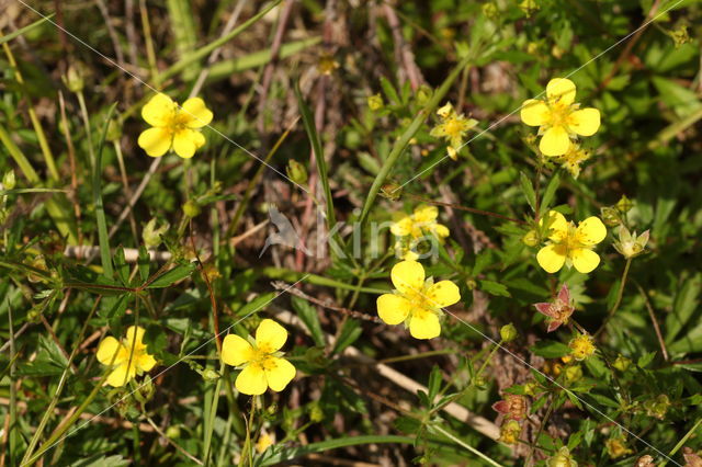 Tormentil (Potentilla erecta)