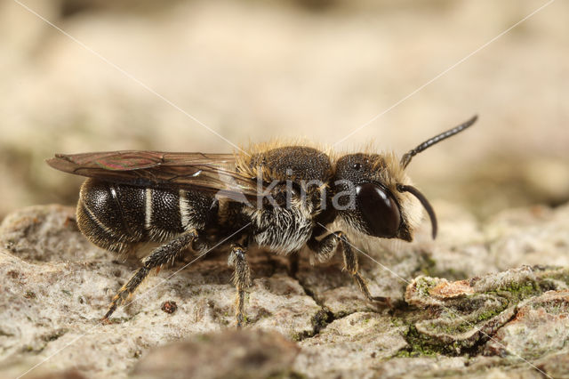 Daisy carpenter bee (Heriades truncorum)