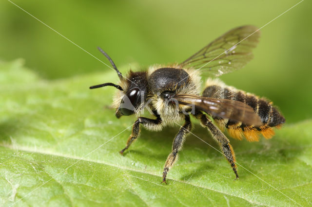 Leafcutter bee (Megachile centuncularis)