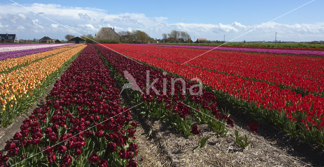 Tulip (Tulipa)