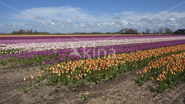 Tulip (Tulipa)