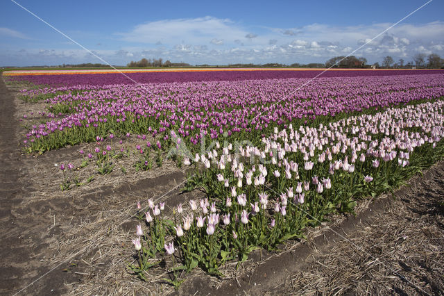 Tulip (Tulipa)