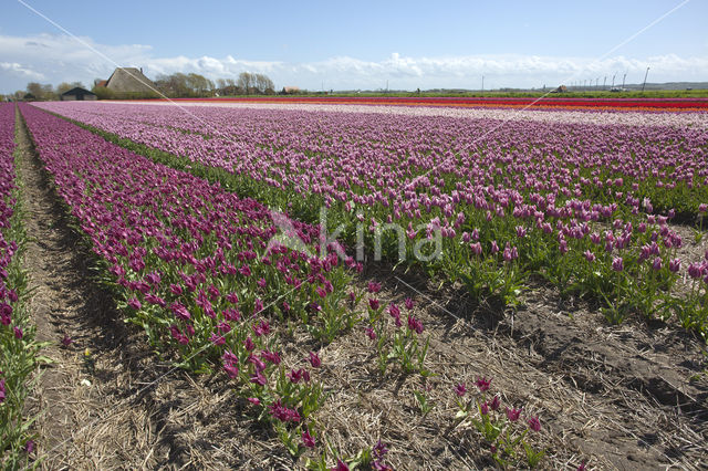 Tulip (Tulipa)