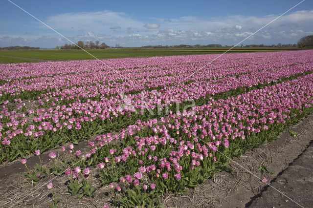 Tulip (Tulipa)