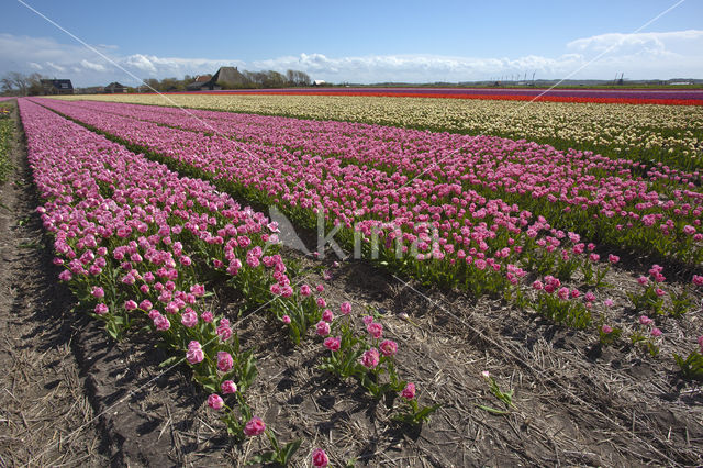 Tulip (Tulipa)