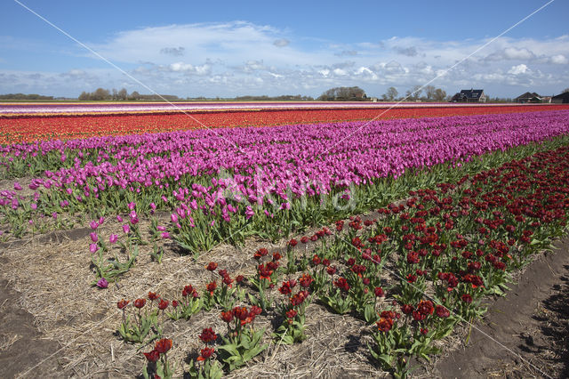 Tulip (Tulipa)