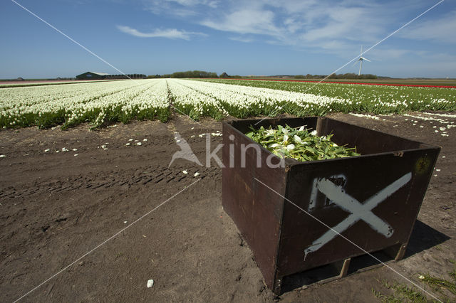 Tulp (Tulipa)