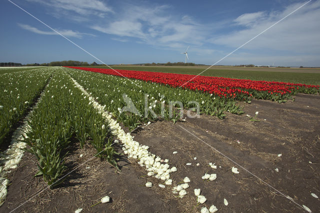 Tulp (Tulipa)